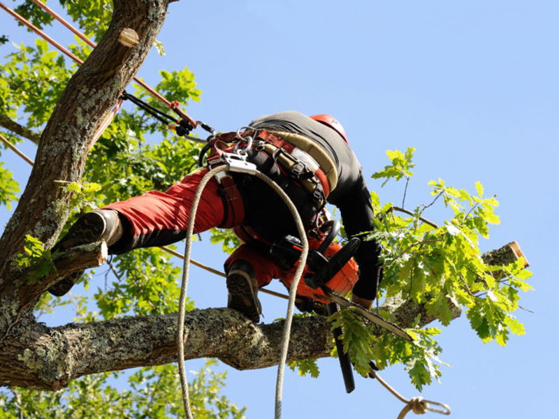Entretien d'espaces verts près de Corbeil-Essonnes